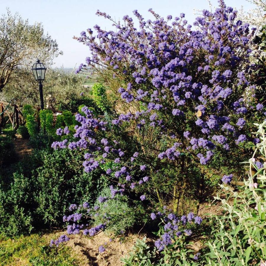 Olivella Villa Campagnano Di Roma Kültér fotó
